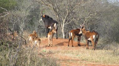 Wildboertjie