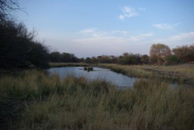 Wildboertjie